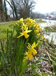 FZ003608 Daffodils by side of canal.jpg